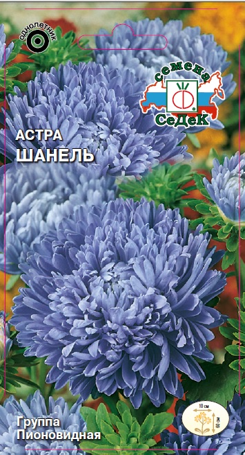 Астра Шанель (пионовидная, сиребристо-сиреневая)