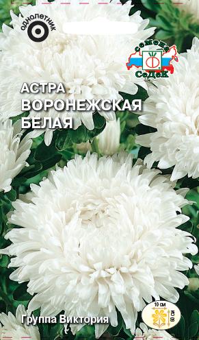Астра Воронежская белая