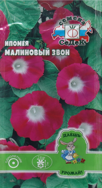 Ипомея Малиновый Звон (вид пурпурная, пурпурно-лиловая)