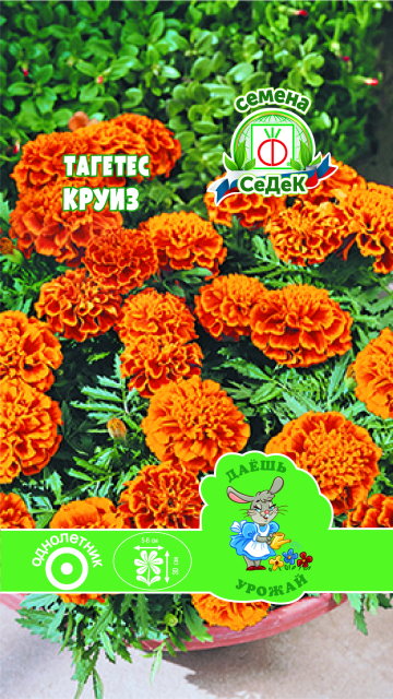 Тагетес Круиз (отклоненный, красно-коричневые с желтым краем)