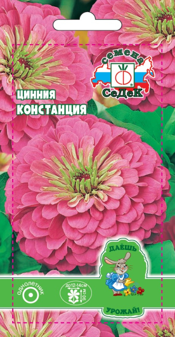 Цинния Констанция (изящная, пурпурная)